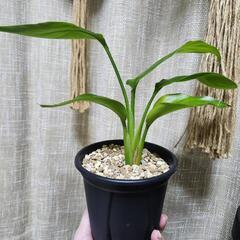 ストレリチア　オーガスタ★4号の画像