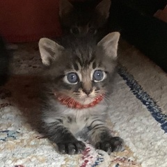 ９月15日生まれの男の子。お家が決まりました。
