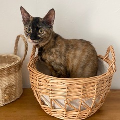 ずっとの家族が決まりました❣️ベッコちゃん❣️猫が大好きで穏やか...