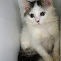 子猫5匹🍀2ヶ月