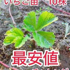 いちご抜き苗　10株