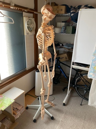 【引き取り限定】骨模型　全身　160cmくらい　キャスター付き