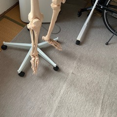 【引き取り限定】骨模型　全身　160cmくらい　キャスター付きの画像