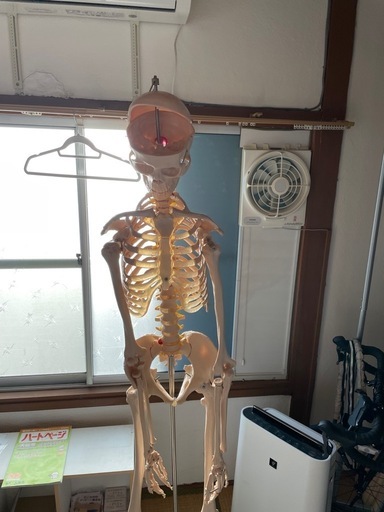 【引き取り限定】骨模型　全身　160cmくらい　キャスター付き