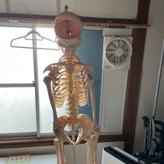 【引き取り限定】骨模型　全身　160cmくらい　キャスター付きの画像