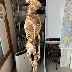 【引き取り限定】骨模型　全身　160cmくらい　キャスター付きの画像