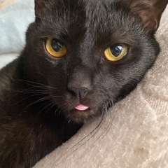 かっこいいお顔の黒猫さん