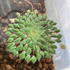 ①水草ウォーターダイヤ