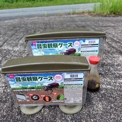 カブトムシの幼虫。松阪市内配達付き。