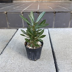 多肉植物　塊根植物　アデニウム　ソマレンセ①