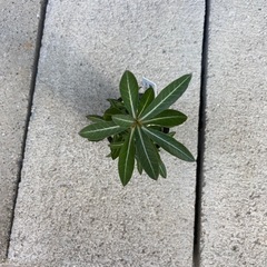 多肉植物　塊根植物　アデニウム　ソマレンセ①の画像