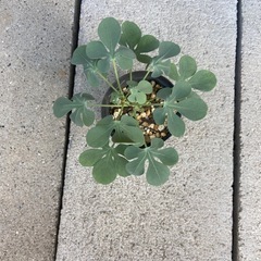 塊根植物 多肉植物 アデニア　グラウカ　挿し木①の画像