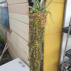 観葉植物