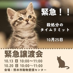 殺処分のタイムリミット10/25。成猫約40匹対象。熊本市動物愛...