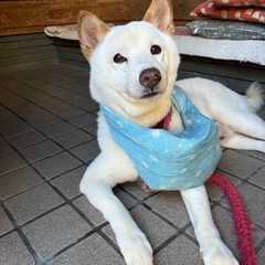 里親募集　 - 犬