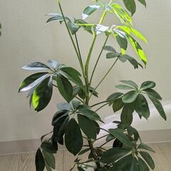 【募集〆】カポック