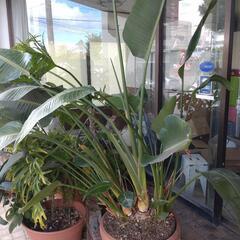 観葉植物　20年以上もの