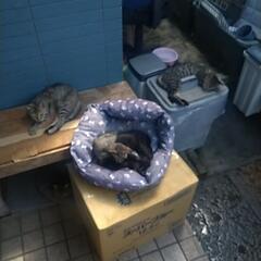 (また子猫産みました)野良猫  屋内8匹　野外複数匹 助けて欲しい - 姫路市