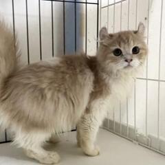 アメリカンカール　やさしい子猫　4ヶ月
