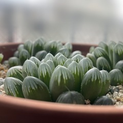 ハオルチア オブツーサ カキコ 1株