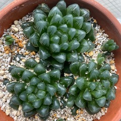 ハオルチア オブツーサ カキコ 1株の画像