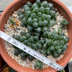 ハオルチア オブツーサ カキコ 1株の画像