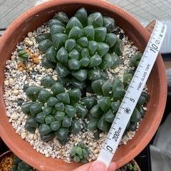 ハオルチア オブツーサ カキコ 1株の画像