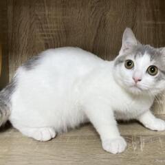 スコティッシュ　やさしい子猫　4ヶ月