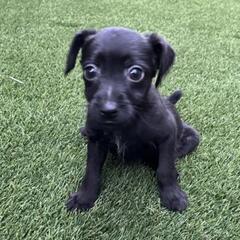 ピンシャープードル　とても元気な子犬　2ヶ月