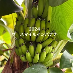 純国産　高級　スマイルインバナナ　1本 