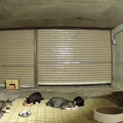 野良猫たちの捕獲、もしくは保護手伝っていただける方