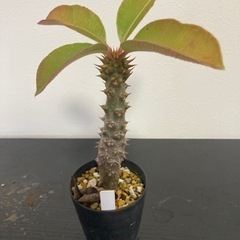 パキポディウム　バロニー　塊根植物　観葉植物　ビザールプランツ　生活雑貨 家庭用品 ガーデニングの画像