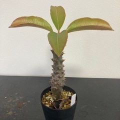 パキポディウム　バロニー　塊根植物　観葉植物　ビザールプランツ　...