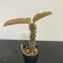 パキポディウム　バロニー　塊根植物　観葉植物　ビザールプランツ　生活雑貨 家庭用品 ガーデニングの画像