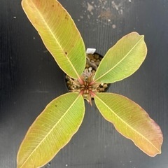 パキポディウム　バロニー　塊根植物　観葉植物　ビザールプランツ　生活雑貨 家庭用品 ガーデニングの画像