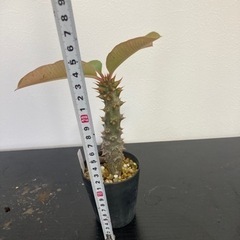 パキポディウム　バロニー　塊根植物　観葉植物　ビザールプランツ　生活雑貨 家庭用品 ガーデニングの画像