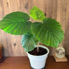 観葉植物　ウンベラータ