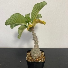 【写真更新】パキポディウム　ウィンゾリー　塊根植物　観葉植物　ビザールプランツ　ガーデニングの画像