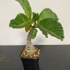 【写真更新】パキポディウム　ウィンゾリー　塊根植物　観葉植物　ビザールプランツ　ガーデニングの画像