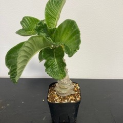 【写真更新】パキポディウム　ウィンゾリー　塊根植物　観葉植物　ビザールプランツ　ガーデニングの画像