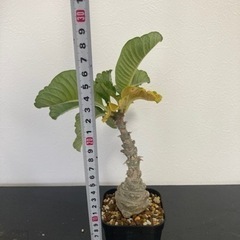 【写真更新】パキポディウム　ウィンゾリー　塊根植物　観葉植物　ビザールプランツ　ガーデニングの画像