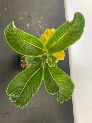 【写真更新】パキポディウム　ウィンゾリー　塊根植物　観葉植物　ビザールプランツ　ガーデニング