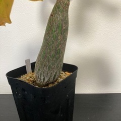【写真更新】プセウドボンバックス　エリプティクム　塊根植物　観葉植物　ビザールプランツ　ガーデニングの画像