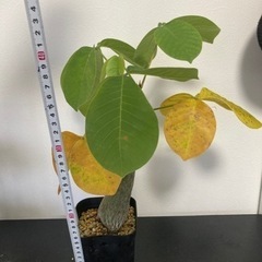 【写真更新】プセウドボンバックス　エリプティクム　塊根植物　観葉植物　ビザールプランツ　ガーデニングの画像