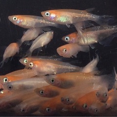 終了　特価！⭐️煌紅白ヒレ長メダカ⭐️ 40匹＋α お買い得です！の画像