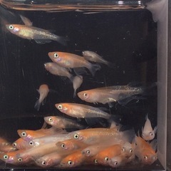 終了　特価！⭐️煌紅白ヒレ長メダカ⭐️ 40匹＋α お買い得です！の画像