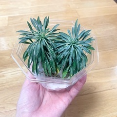 ソテツキリン パイナップルコーン2つ