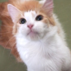 引退猫★メインクーンのエレナちゃん★ - 猫