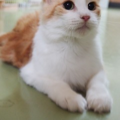 引退猫★メインクーンのエレナちゃん★ - 小牧市