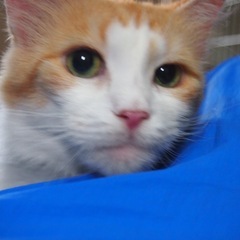 引退猫★メインクーンのエレナちゃん★ − 愛知県